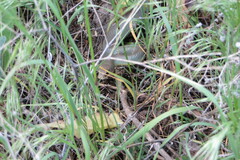 Coluber constrictor mormon