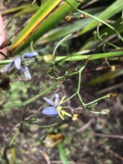 Dianella tasmanica
