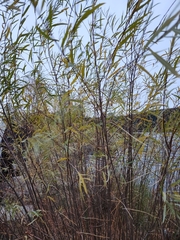 Salix exigua