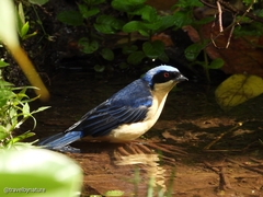 Pipraeidea melanonota