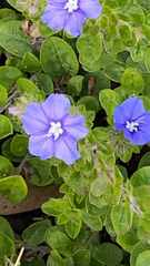 Evolvulus alsinoides