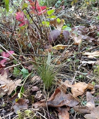 Deschampsia elongata