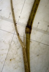 Deschampsia elongata