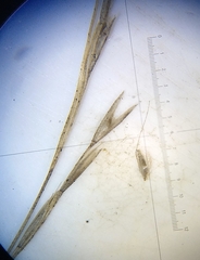 Deschampsia elongata