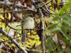 Empidonax virescens