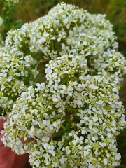 Lepidium draba