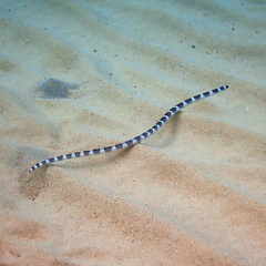 Leiuranus versicolor