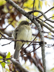 Empidonax virescens