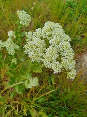 Lepidium draba