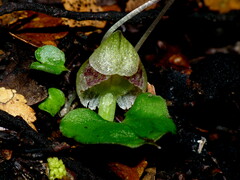 Corybas walliae