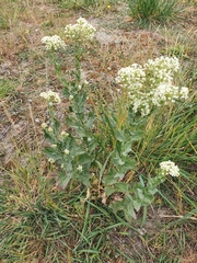Lepidium draba