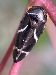 Eurymeloides