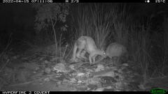 Osphranter robustus erubescens