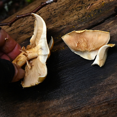 Leucopaxillus gentianeus
