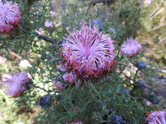 Isopogon divergens