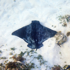 Myliobatis tenuicaudatus