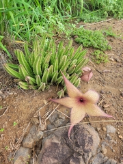 Stapelia gigantea