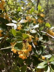 Berberis serrato-dentata