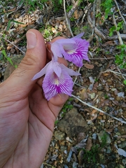Broughtonia lindenii