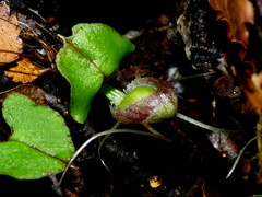 Corybas walliae