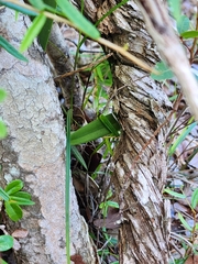 Broughtonia lindenii