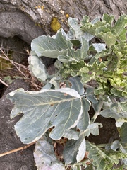 Brassica oleracea