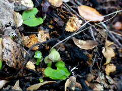 Corybas walliae