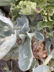 Brassica oleracea