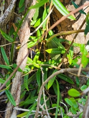 Broughtonia lindenii