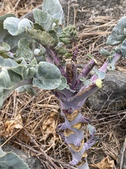 Brassica oleracea