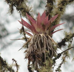Tillandsia biflora