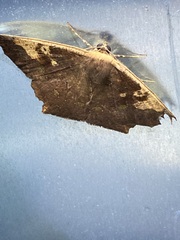 Paragonia cruraria