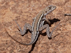 Ctenophorus spinodomus