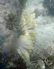 Botrylloides magnicoecus