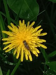 Asemosyrphus mexicanus
