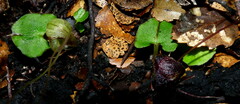 Corybas walliae