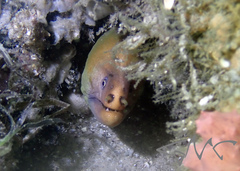 Gymnothorax prasinus