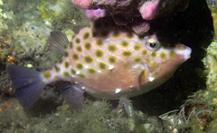 Anoplocapros inermis