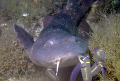 Brachaelurus waddi