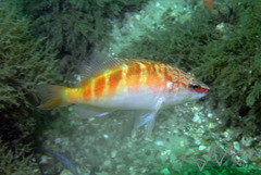 Hypoplectrodes maccullochi