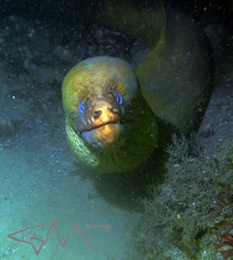 Gymnothorax prasinus