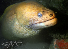 Gymnothorax prasinus