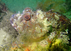 Scorpaena jacksoniensis