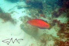 Austrolabrus maculatus