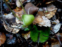Corybas walliae