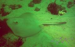 Trygonoptera testacea