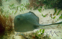 Trygonoptera testacea