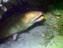 Gymnothorax prasinus