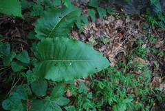 Parthenium integrifolium