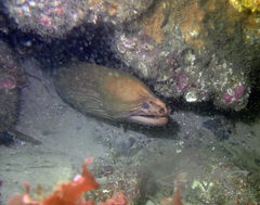 Gymnothorax prasinus